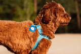 Luxury Leather Dog Harnesses