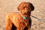 Luxury leather collars