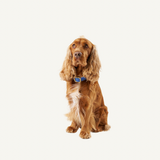 Blue Leather Collar
