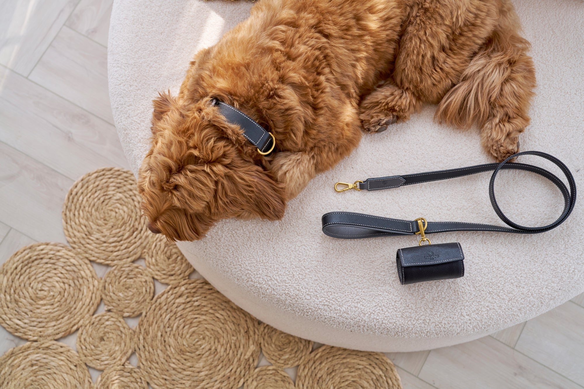 Ten facts about dogs (and what they reveal about yours!) – Laelaps Paris
