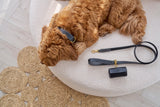 Ten facts about dogs (and what they reveal about yours!)