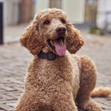 From wild hearts to forever friends: Why dogs are (and always have been) our most loyal loves