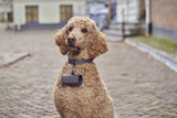 Graphite leather dog accessories