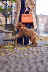 Orange leather dog accessories