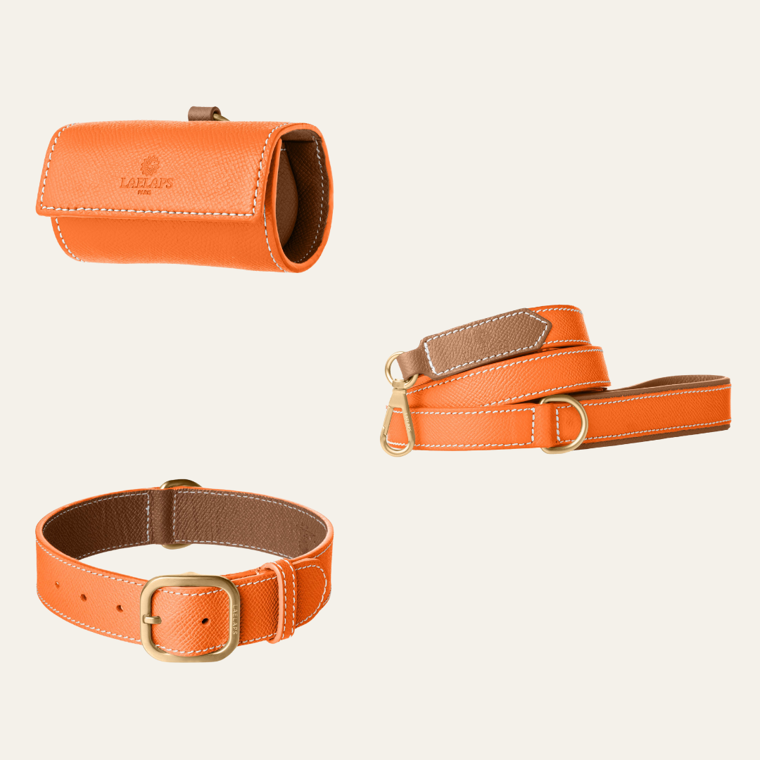 The perfect orange set for your furry friend