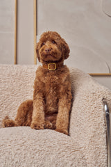 Labradoodle with camel leather dog collar with gold hardware 
