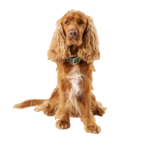 Green Leather Collar