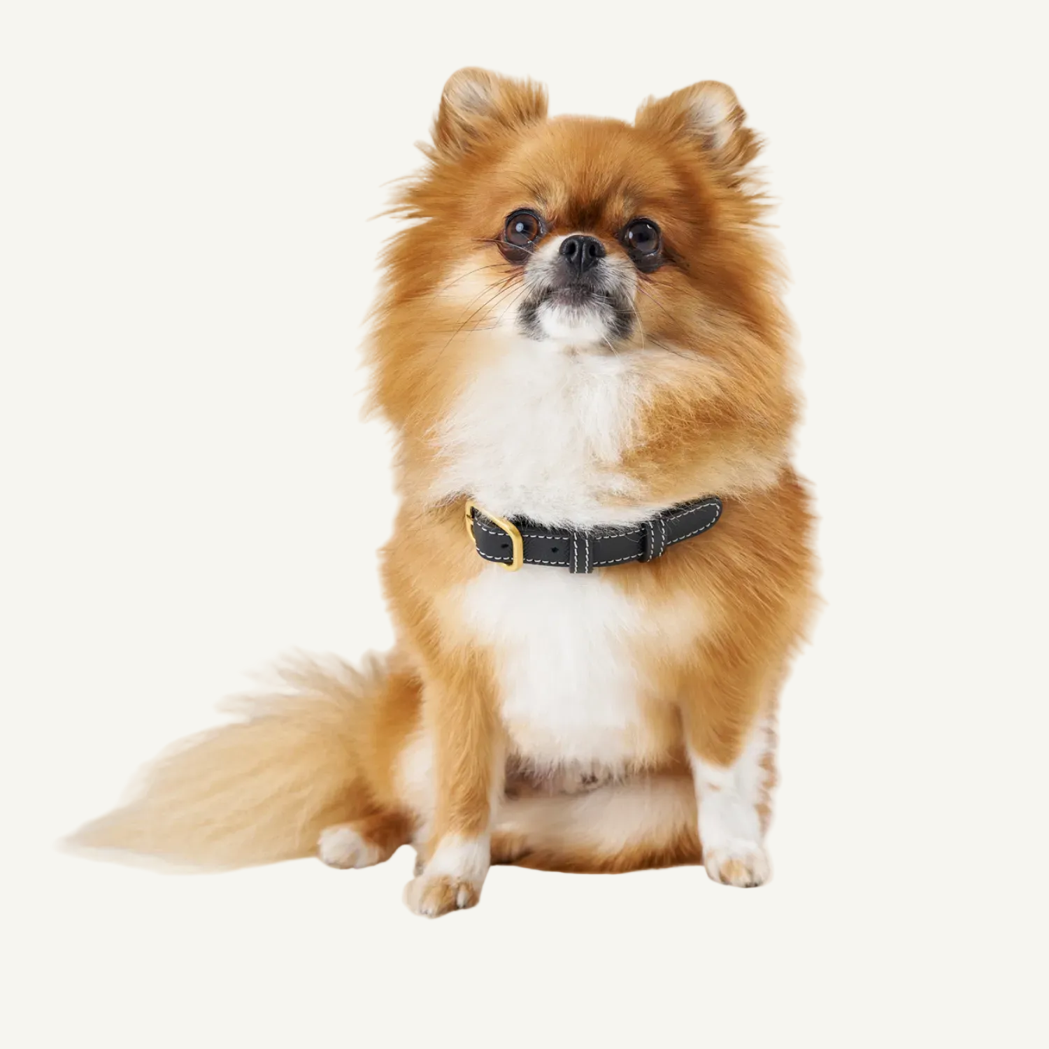 Black Leather Collar