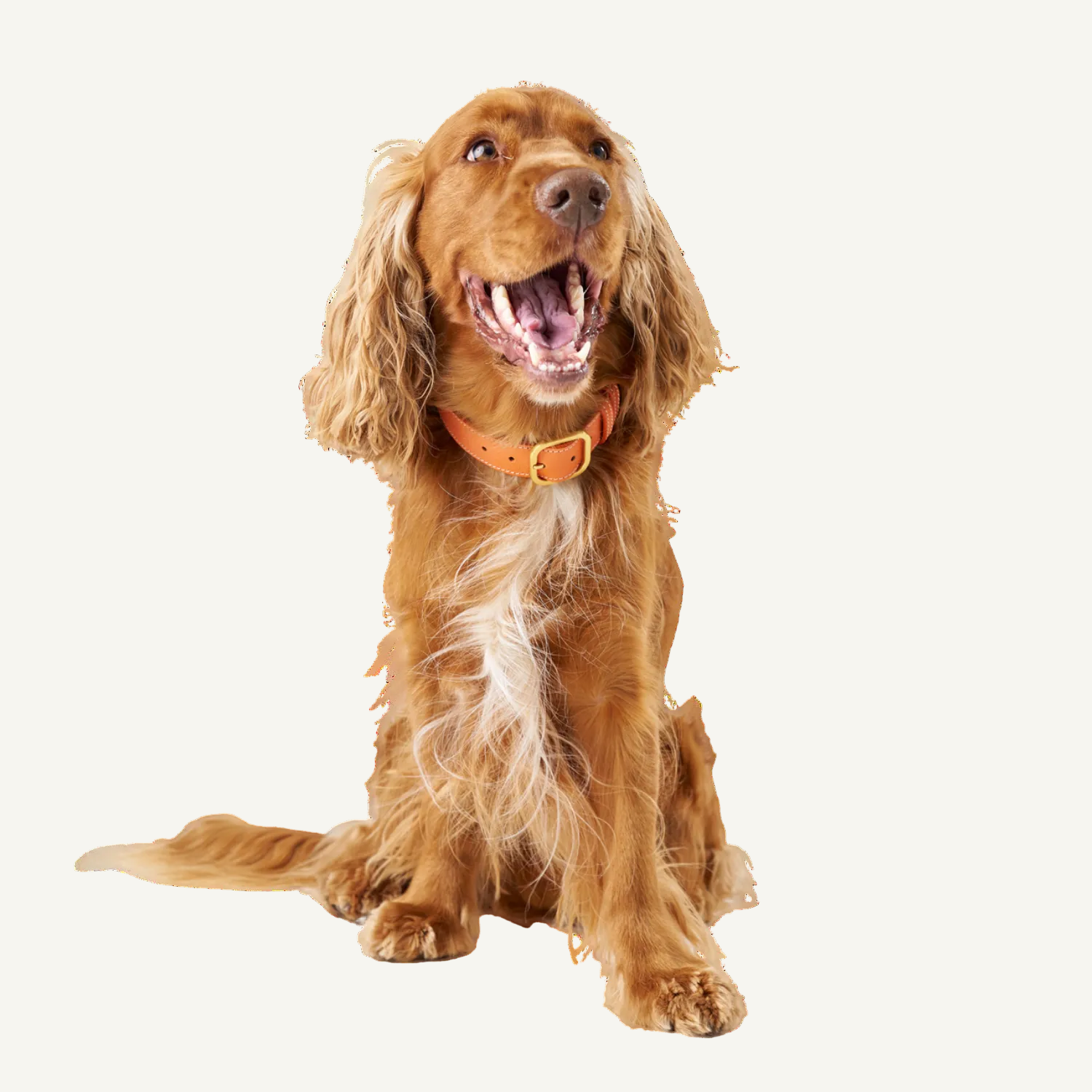 Orange Leather Collar