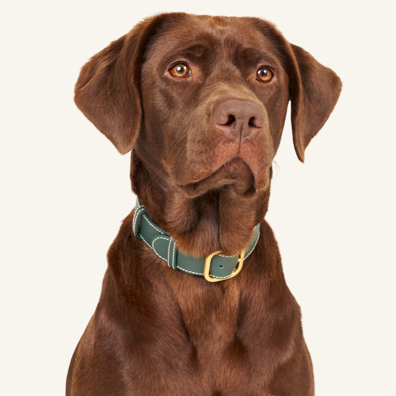 Groene leren halsband