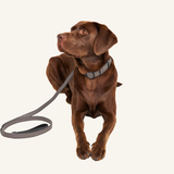 Graphite Leather Collar