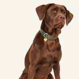 Groene leren halsband