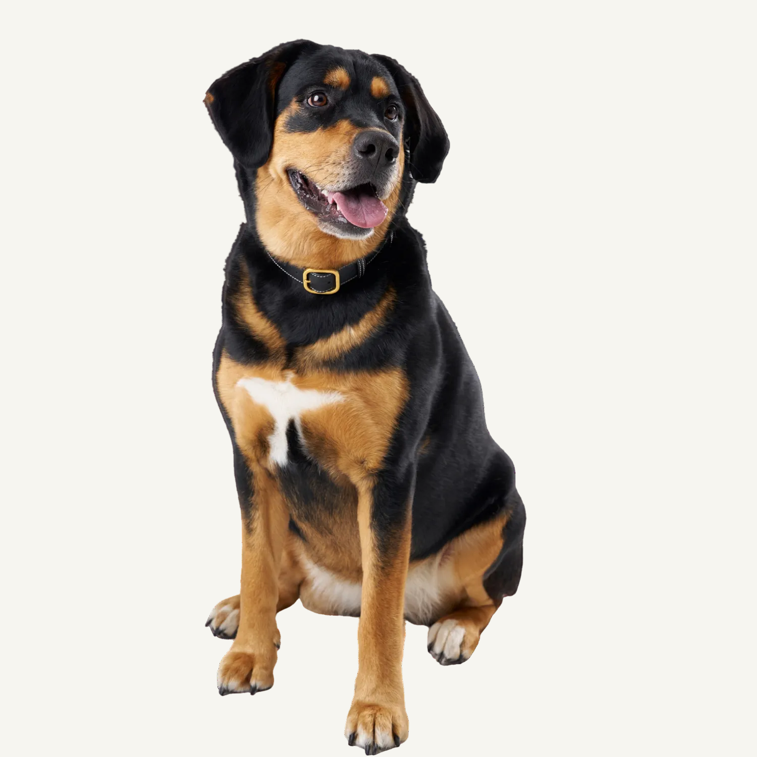 Black Leather Collar