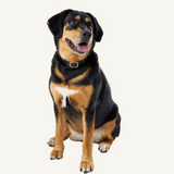 Black Leather Collar