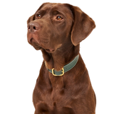 Green Leather Collar