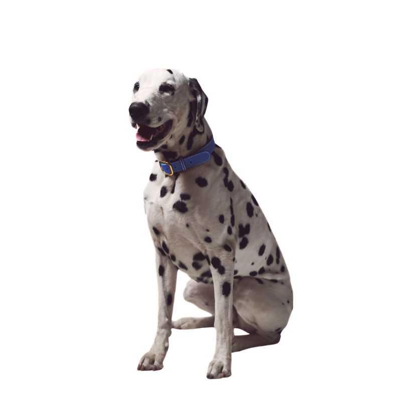 A Dalmatian blue leather dog collar with a mat gold buckle by Laelaps Paris 