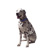 A Dalmatian blue leather dog collar with a mat gold buckle by Laelaps Paris 
