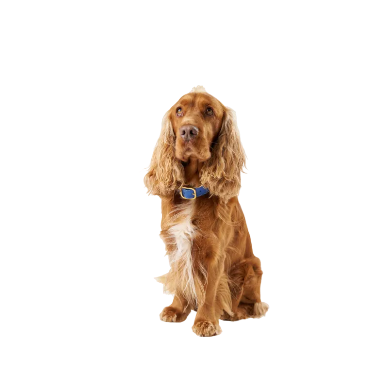 A brown dog wearing a blue leather dog collar with a mat gold buckle by Laelaps Paris 