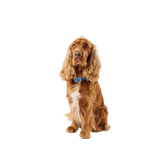 A brown dog wearing a blue leather dog collar with a mat gold buckle by Laelaps Paris 