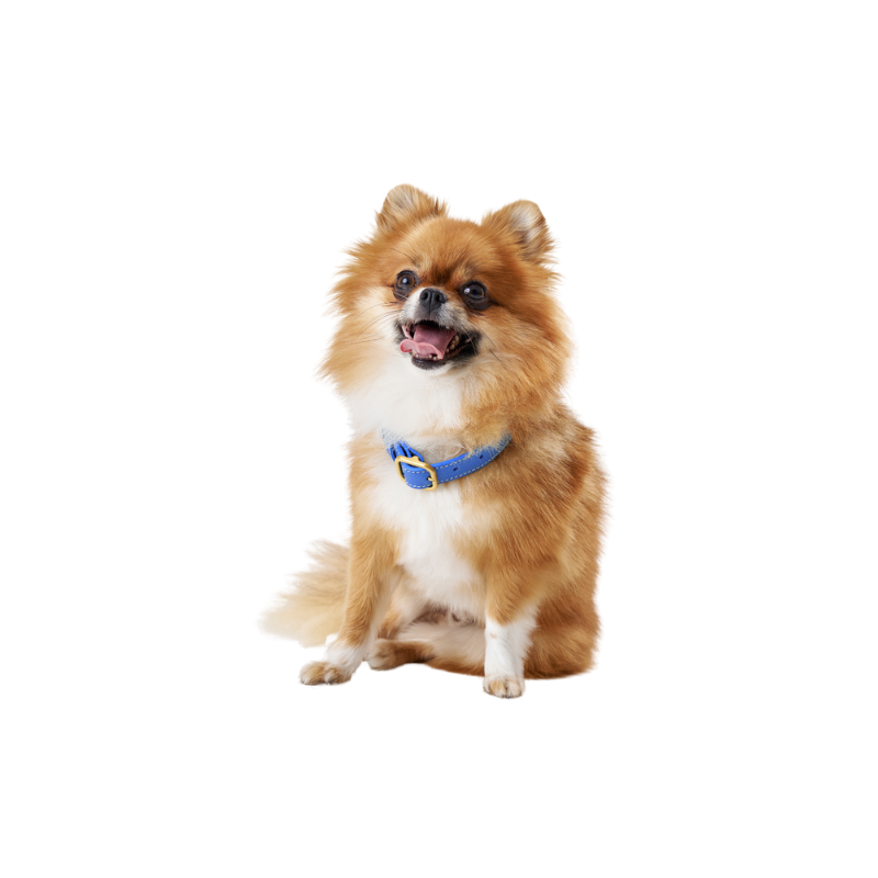 A Pomeranian with a blue leather dog collar with a mat gold buckle by Laelaps Paris 