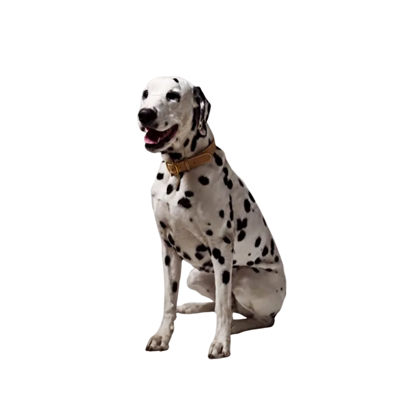 Dalmatian wearing a camel leather dog collar in embossed cold leather with gold hardware by Laelaps Paris