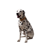 Dalmatian wearing a camel leather dog collar in embossed cold leather with gold hardware by Laelaps Paris