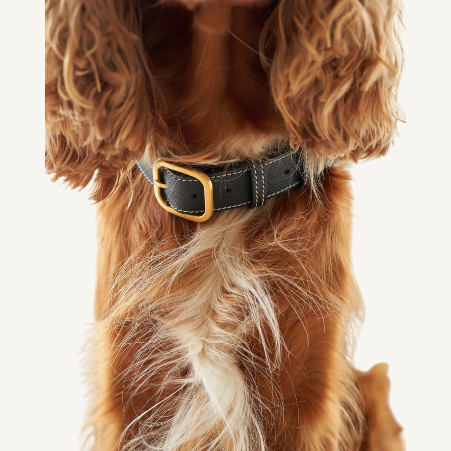 A black collar made of embossed calf leather and gold hardware on a dog 