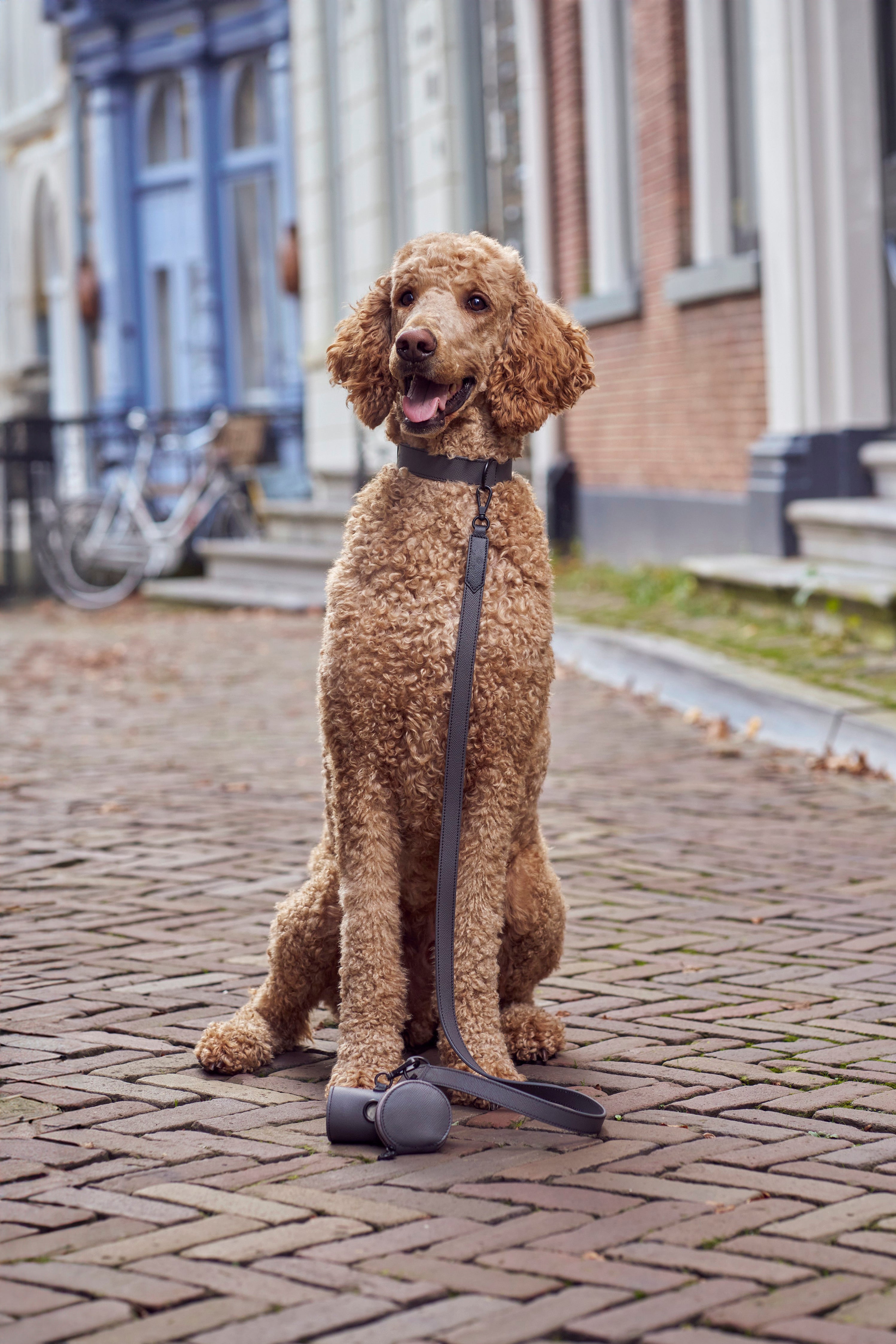 A poodle with a full set of dog accessories from Laelaps Paris in the colour Graphite with mat metal gun hardware. 