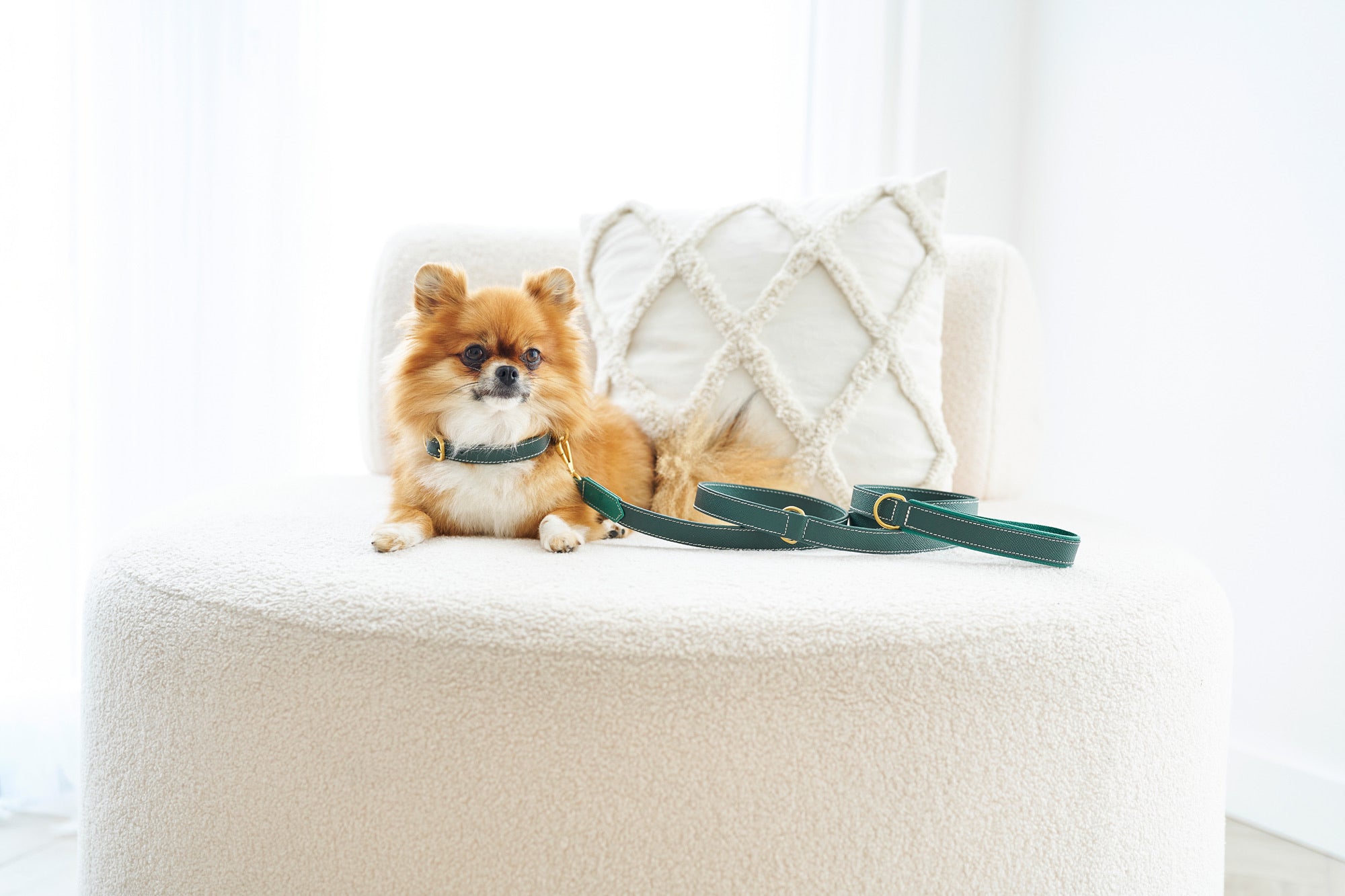 Fluffy dog with gree collar and matching lead by Laelaps Paris. 