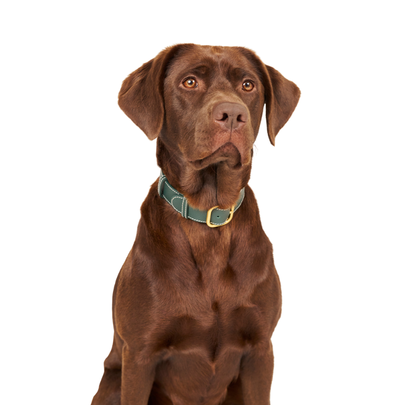 Green embossed leather dog collar with mat rose gold hardware, worn by a brown dog made by Laelaps. 