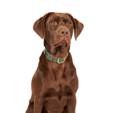 Green embossed leather dog collar with mat rose gold hardware, worn by a brown dog made by Laelaps. 