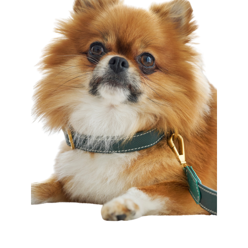 Green embossed leather dog collar with mat rose gold hardware, worn by a brown dog made by Laelaps. 