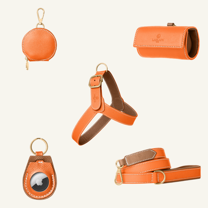 The perfect orange harness set for your furry friend