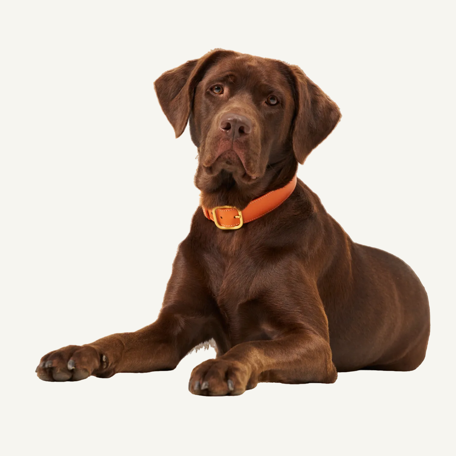 Luxury orange leather collar made of embossed calf leather with mat gold hardware by Laelaps Paris worn by a brown dog. 