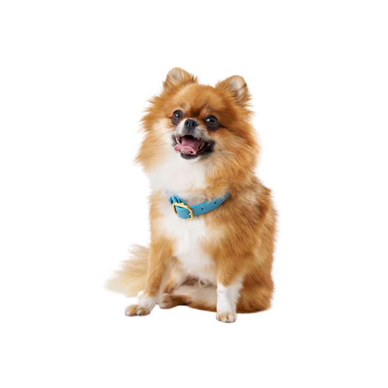 A fluffy Pomeranian dog wearing a light blue collar with a gold buckle by Laelaps Paris