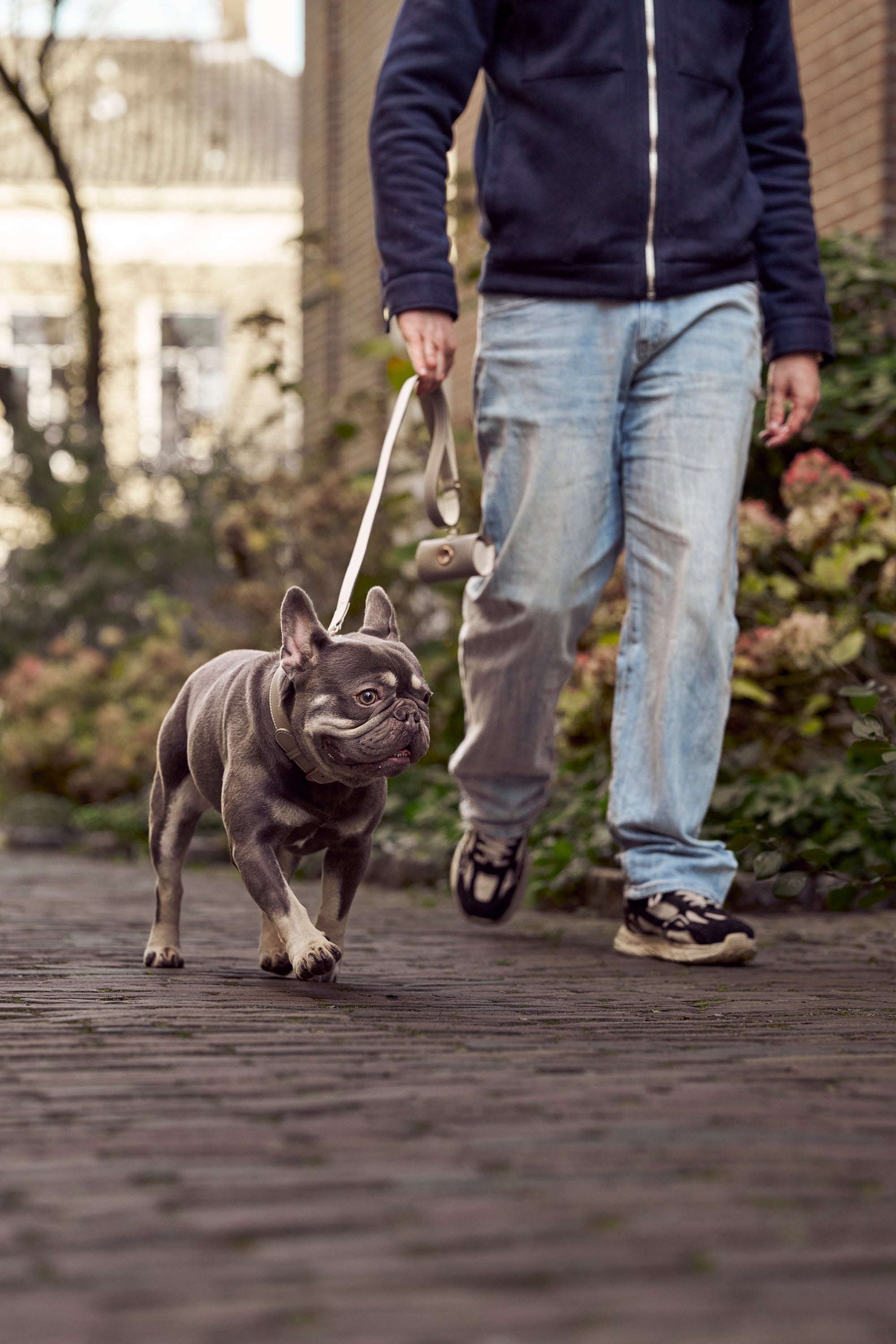 Frenchie with a light grey collar and leash set from Laelaps Paris. 