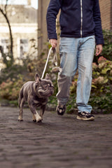 Frenchie with a light grey collar and leash set from Laelaps Paris. 