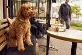 Labradoodle sitting on a terrace, wearing a luxury off-white leather dog collar by Laelaps Paris. 