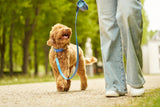 Labradoodle with  blue leather dog collar and leash set by Laelaps Paris