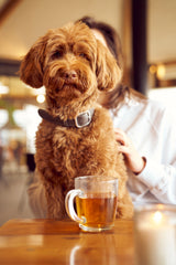 Labradoodle with leather grey dog collar 