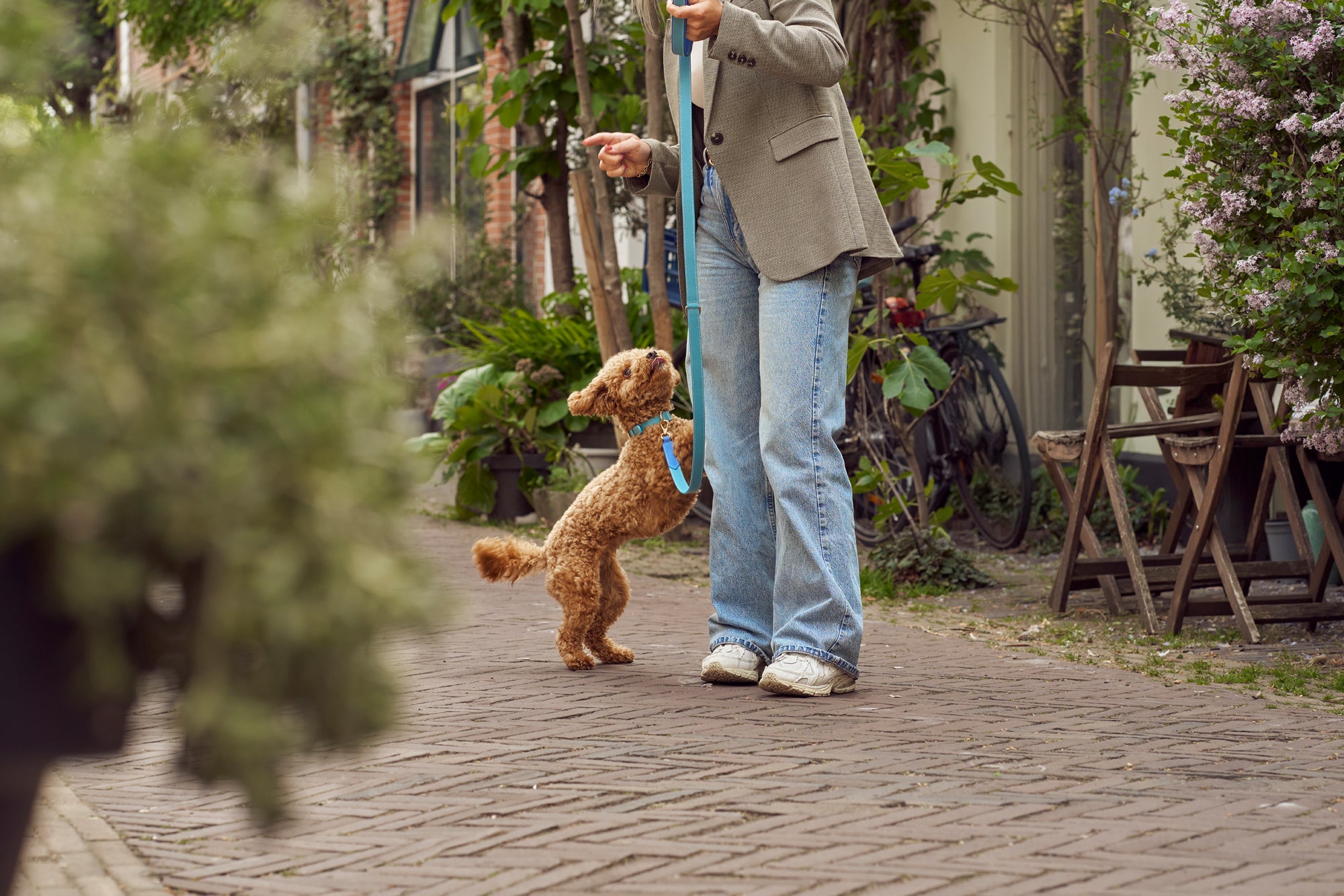 Poodle with light blue collar and matching blue leash with vibrant blue accents and mat gold hardware by Laelaps Paris. 