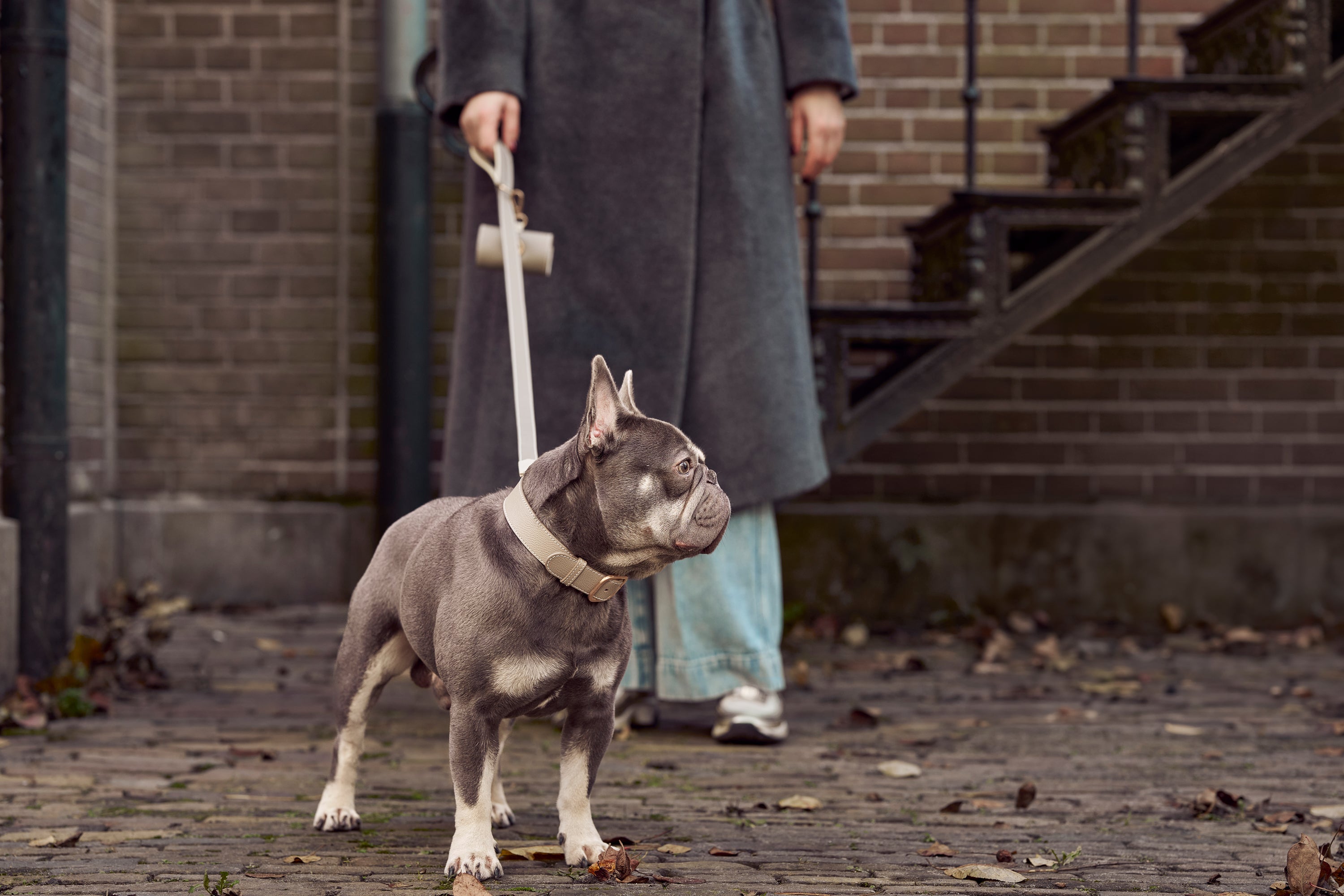 French Bulldog with light grey luxury leather collar and matching leash by Laelaps Paris. 
