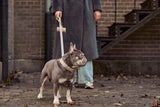 French Bulldog with light grey luxury leather collar and matching leash by Laelaps Paris. 