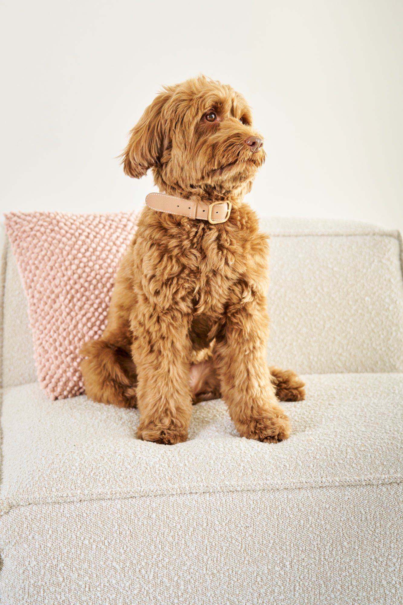 Labradoodle with powder pink leather dog collar 