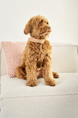 Labradoodle with powder pink leather dog collar 