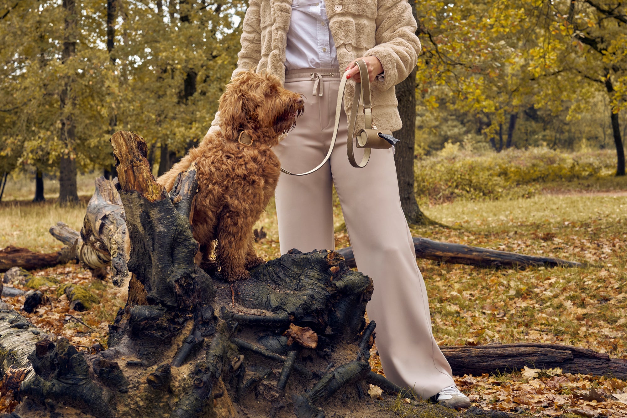 Labradoodle with a taupe leather collar