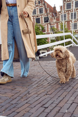 Cute dog with taupe collar and matching taupe leash by Laelaps Paris. 