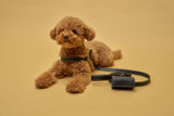 Red Toy Poodle with luxury black leather harness with matching leash and waste bag holder. 