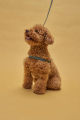 Sitting red toy poodle with poppy blue harness. 