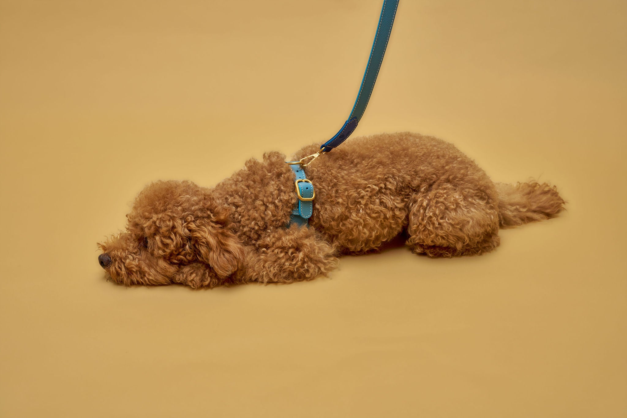 Red toy poodle with luxury leather blue harness and matching leash. 